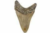 3.70" Fossil Megalodon Tooth - North Carolina - #202283-1